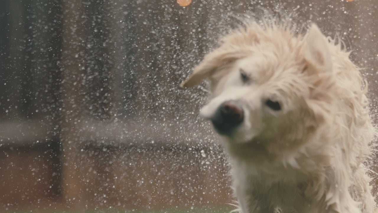 Golden Retriever shaking after a bath